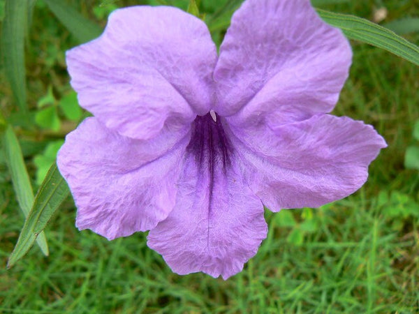 10 Ruellia malacosperma Seeds,  Soft seed Wild Petunia Seeds.