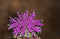 15 Monarda didyma Seeds Blue ,   Beebalm, Oswego Tea, Monarda Blue , Bergamot, Horsemint.