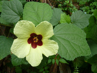 10 Hibiscus calyphyllus  Seeds ,lemon yellow Hibiscus Seeds , rose mallow Seeds,