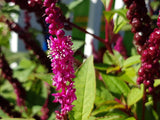 10 Phytolacca Laka Boom Seeds, Exotic Seeds