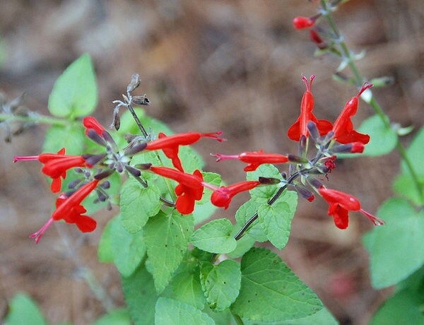 10 Salvia coccinea Seeds,  blood sage Seeds , scarlet sage Seeds , Texas sage Seeds ,  tropical sage Seeds