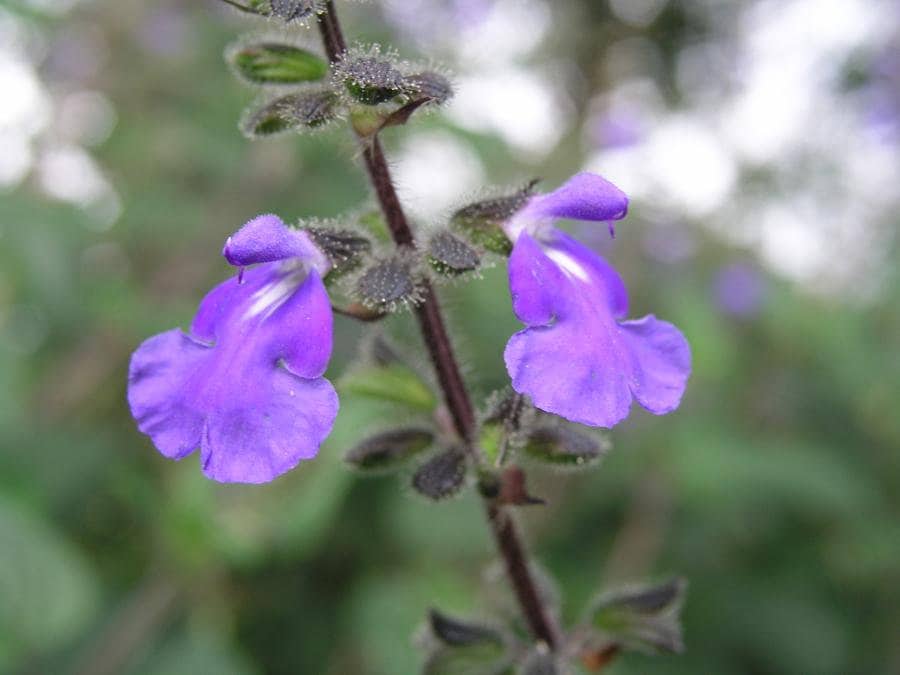10 Salvia amarissima Seeds, Bitter Mexican sage, Salvia circinnata, Salvia amara, Salvia capillosa, Salvia nepetoides