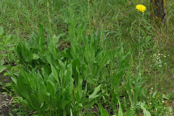 10 Scorzonera hispanica Seeds , black salsify Seeds,  Spanish salsify, black oyster plant,