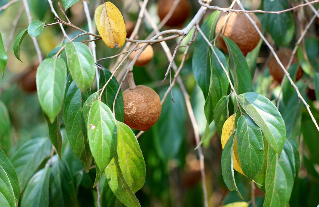 20 Hydnocarpus pentandrus Seeds, Wild Almond  Seeds, Chilmoria pentandra Seeds , Hydnocarpus laurifolia Seeds