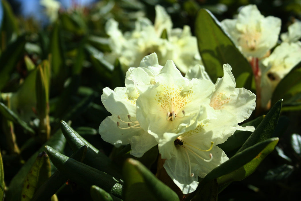 50 Rhododendron aureum Seeds, Rosebay Seeds