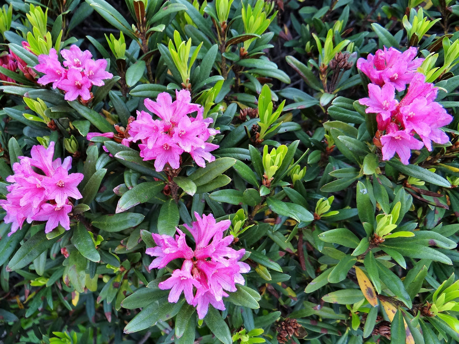 50 Rhododendron dauricum Seeds