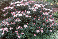 50 Rhododendron yakushimanum Seeds