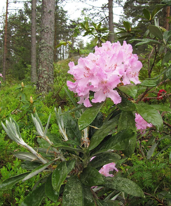 20 Rhododendron Grandiflorum Seeds , Catawba Rhododendron Seeds , Iron Clad Rhododendron Seeds