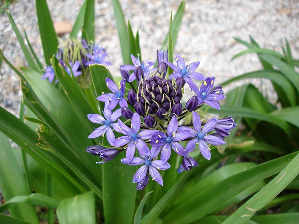 15  Scilla peruviana Seeds, Portuguese squill Seeds