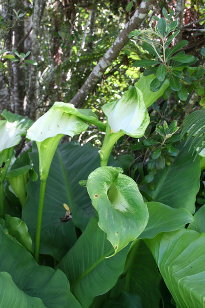 10 Arum concinnatum seeds