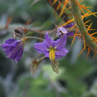 20 Solanum pyracanthos, Porcupine tomato Seeds,  Devil's Thorn Seeds