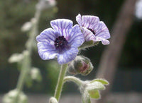 10 Cynoglossum creticum Seeds. Blue Hounds tongue Seeds