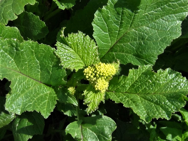 50  Sinapis arvensis  Giant  Leaves Seeds , charlock mustard Seeds , field mustard Seeds , wild mustard Seeds,  Charlock Seeds