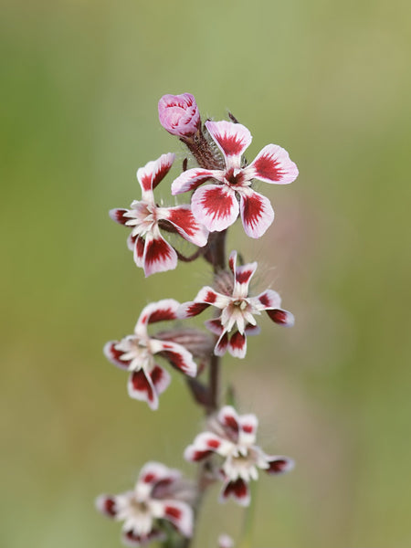 25 Silene gallica Seeds, Common catch fly Seeds