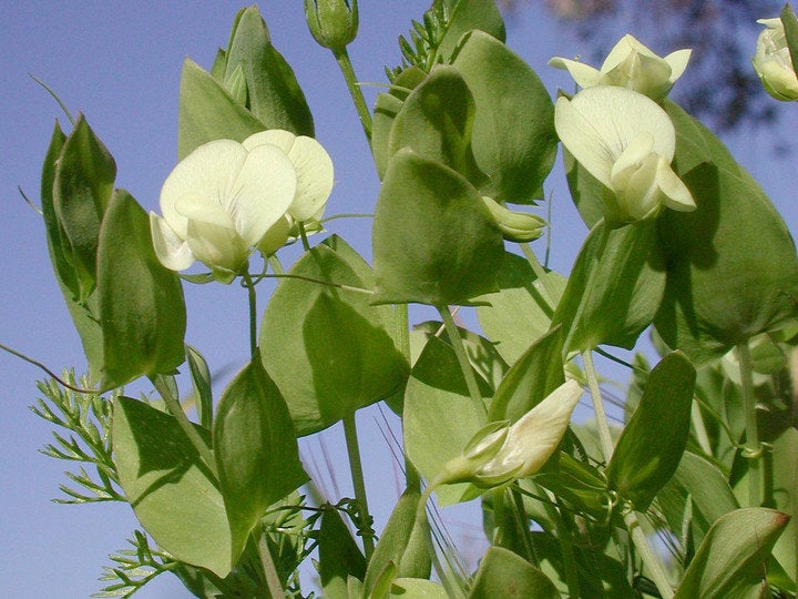10 Lathyrus aphaca Seeds, Lathyrus affinis Seeds, Yellow Vetchling, Yellow Pea Seeds , Yellow-flowered Pea
