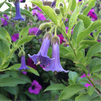 10 Lochroma australe Seeds , Acnistus australis Seeds ,Blue Angel Trumpet  Flower Seeds