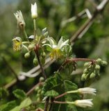 15 Sparrmannia ricinocarpa Seeds,