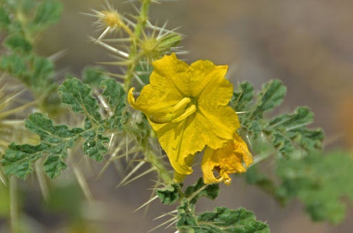 10 Solanum  rostratum Seeds