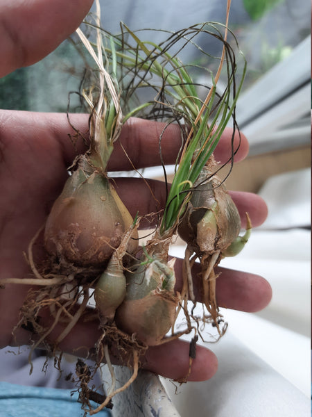 2 Albuca humilis Bulbs,  Synonyms Ornithogalum humile  Bulbs