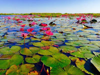 25 Nelumbo nucifera ,Red Lotus Seeds.