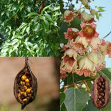 10 Brachychiton populneus Seeds ,  kurrajong Seeds,  Bottle tree  Seeds