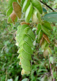 200 Flemingia chappar Seeds, luck plant Seeds,  wild hops Seeds