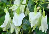 200 Sesbania grandiflora White Seeds , White Wisteria Seeds , White  Sesbania   Seeds