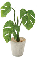 50 Rhaphidophora Tetrasperma Seeds, Creeping Philodendron Seeds, Mini Monstera Seeds ,  Philodendron Ginny Seeds ,