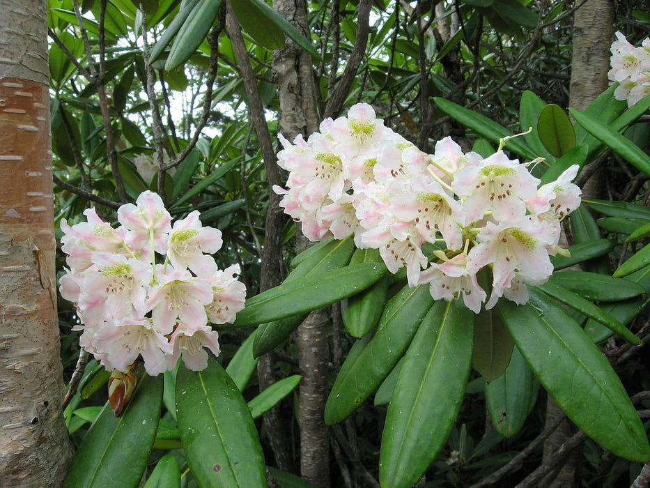 50 Rhododendron brachycarpum Seeds