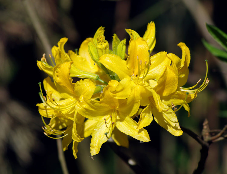 Yellow Azalea (Rhododendron luteum) 7 50 Rhododendron luteum Seeds, yellow azalea Seeds, honeysuckle azalea Seeds