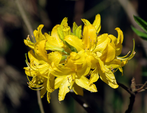 50 Rhododendron luteum Seeds, yellow azalea Seeds,  honeysuckle azalea Seeds