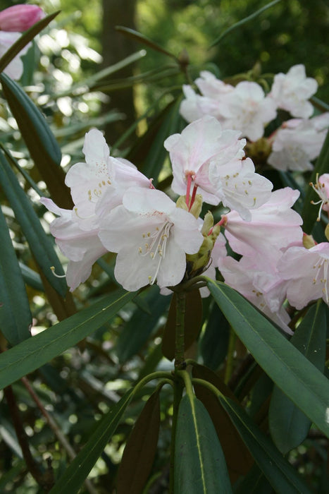 50 Rhododendron adenopodum Seeds,