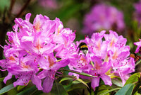 50 Rhododendron fictola Seeds , Rhododendron Seeds