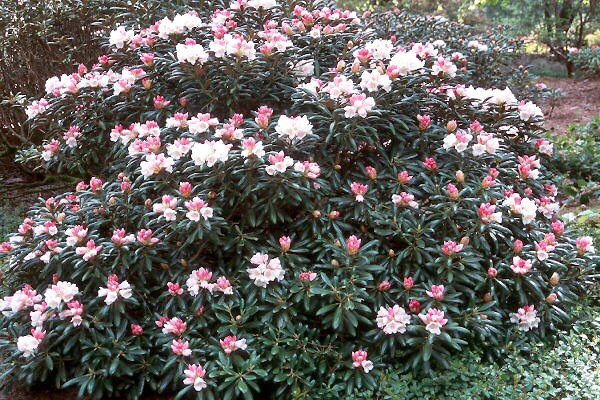 50 Rhododendron yakushimanum Seeds
