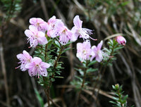 50 Rhodothamnus chamaecistus