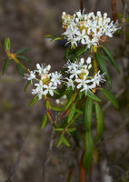 50 Rhododendron tomentosum Seeds,Marsh Labrador tea Seeds , northern Labrador tea , wild rosemary Seeds