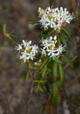 50 Rhododendron tomentosum Seeds,Marsh Labrador tea Seeds , northern Labrador tea , wild rosemary Seeds