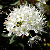 50 Ledum palustre Seeds, Marsh Labrador tea