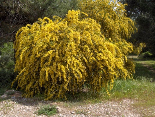 20 Acacia saligna Seeds,  Golden Wreath wattle Seeds,