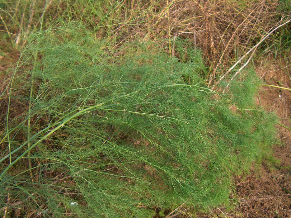 15 Asparagus officinalis Seeds