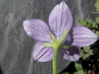 50 Campanula ramosissima Seeds. Bellflower Plant Seeds