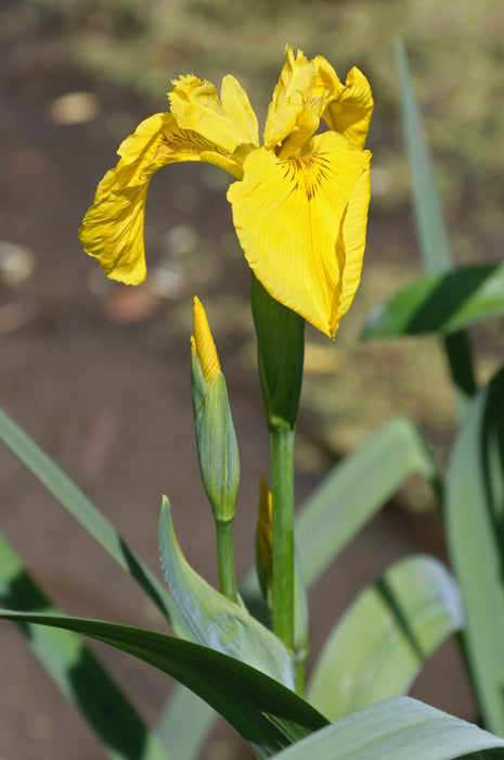 10 Iris Pseudacorus Seeds, the yellow flag Seeds , yellow iris Seeds , water flag Seeds