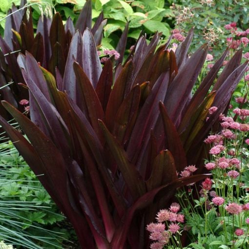 10 Eucomis Comosa Seeds, Oakhurst pineapple lily  Seeds