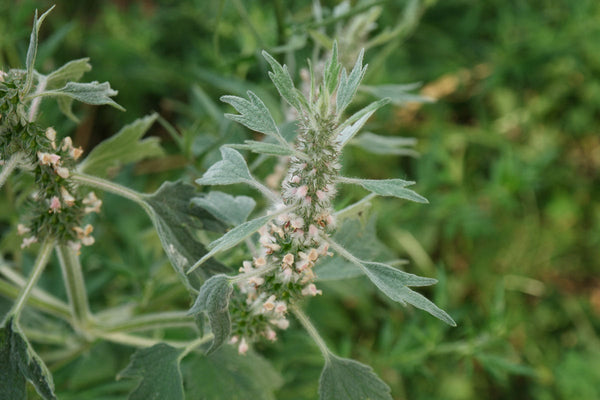 15 Leonurus quinquelobatus Seeds, Leonurus Seeds, Motherwort Seeds