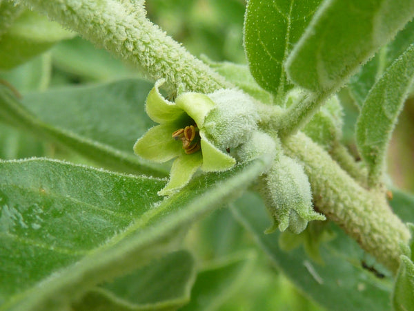 10 Withania riebeckii Seeds