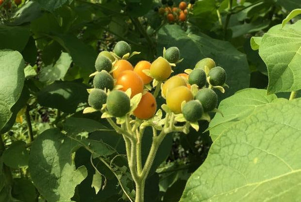 50 Cyphomandra abutiloides  Seeds, Dwarf Velvet Peach,  Solanum abutiloides Seeds