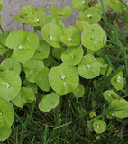 50 Claytonia perfoliata Seeds, Miners lettuce Seeds , Indian lettuce Seeds , spring beauty, winter purslane,  palsingat Seeds