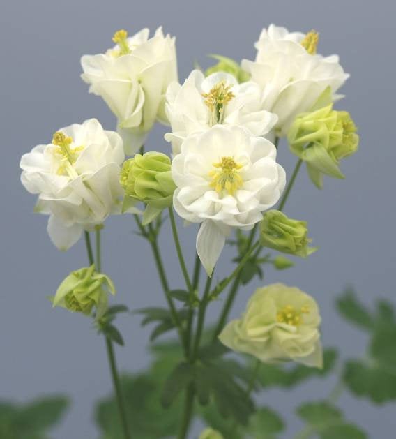 50  Aquilegia vulgaris Seeds, Aquilegia vulgaris Winky Double White Seeds,