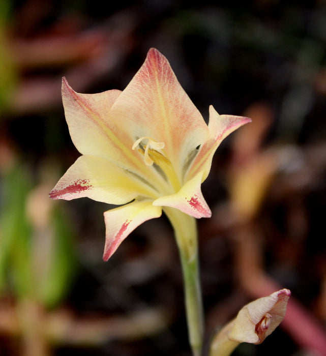 15 Gladiolus tristis Seeds,   Marsh Afrikaner Seeds,Evening Gladiolus Seeds