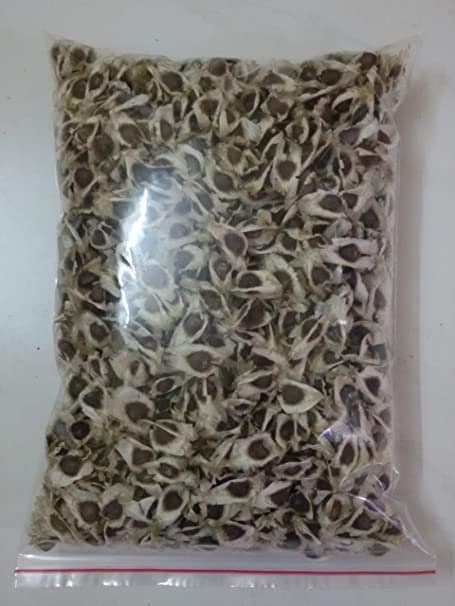 100 Moringa oleifera Seeds ,   ODC Moringa Seeds , Horseradish Tree, Seeds  Drumstick tree Seeds , Moringa oleifera Seeds ,